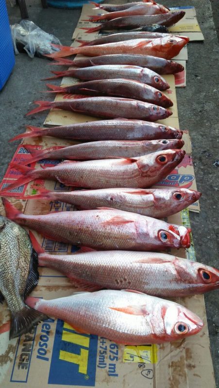 Fish caught at Balian